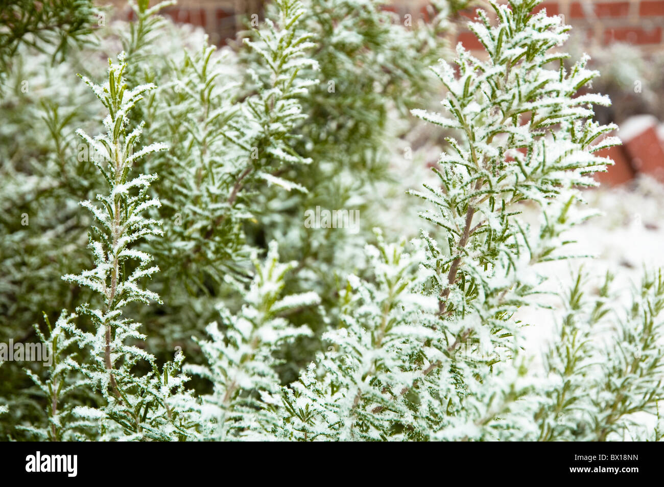 Rosemary bush covered in snow a hardy mediterranean herb, surviving