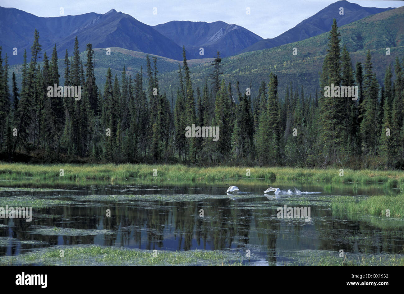 Alaska Trumpeter Swans taking off near Tok USA America United States forest animal two moor swan lake s Stock Photo