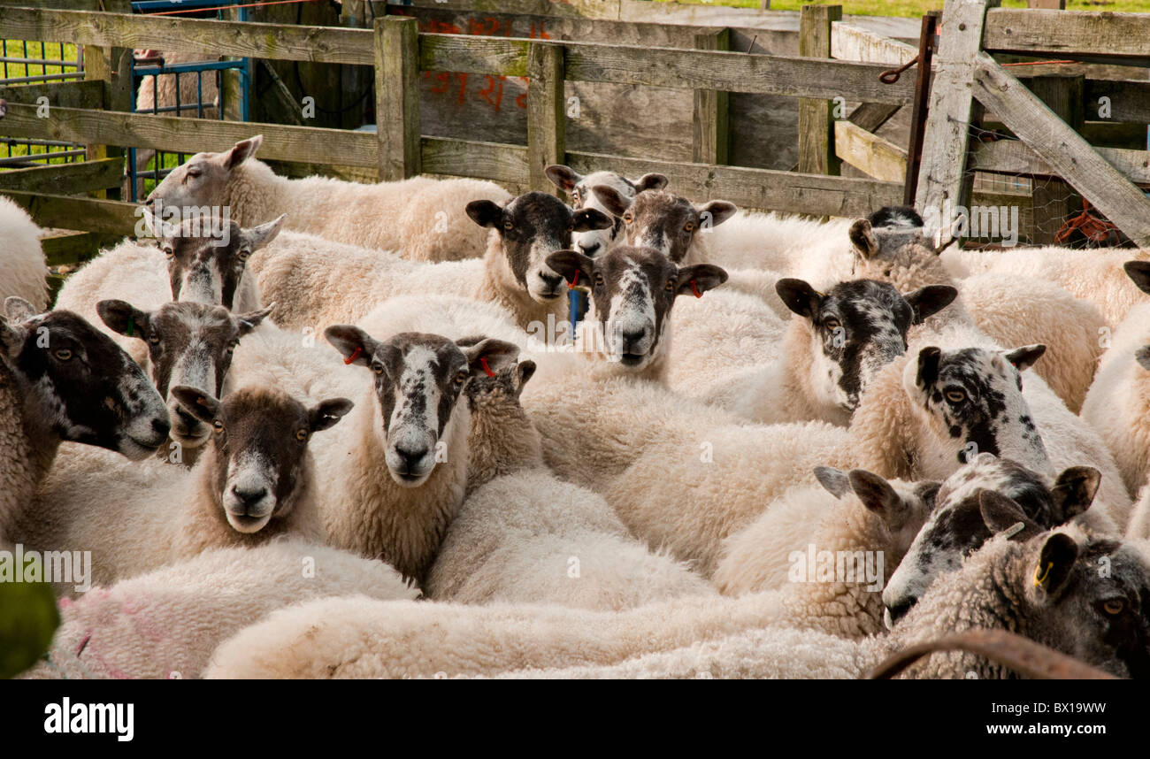 Sheep in pen, Goathland North Yorks Moors, U.K. Stock Photo