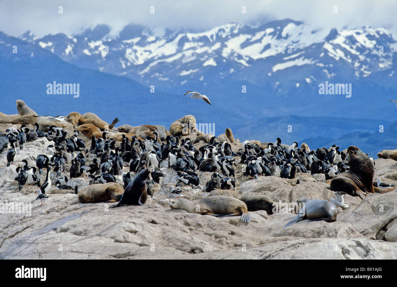 Argentina South America Beagle Channel Cormorants Sea Lions Beagle Channel Fireland birds South America Stock Photo