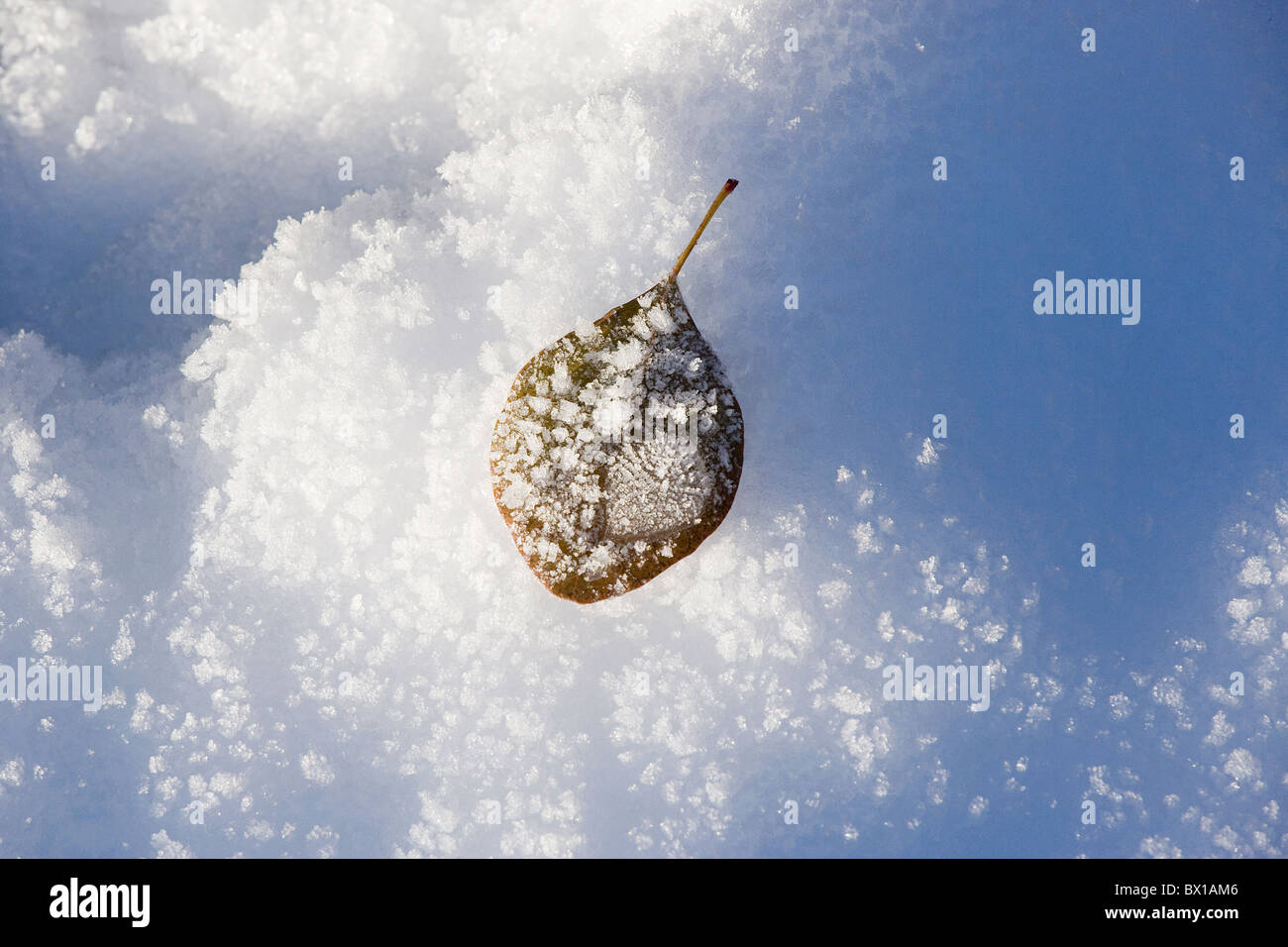 leaf on snow,ice,cold,winter,chill,the big chill Stock Photo