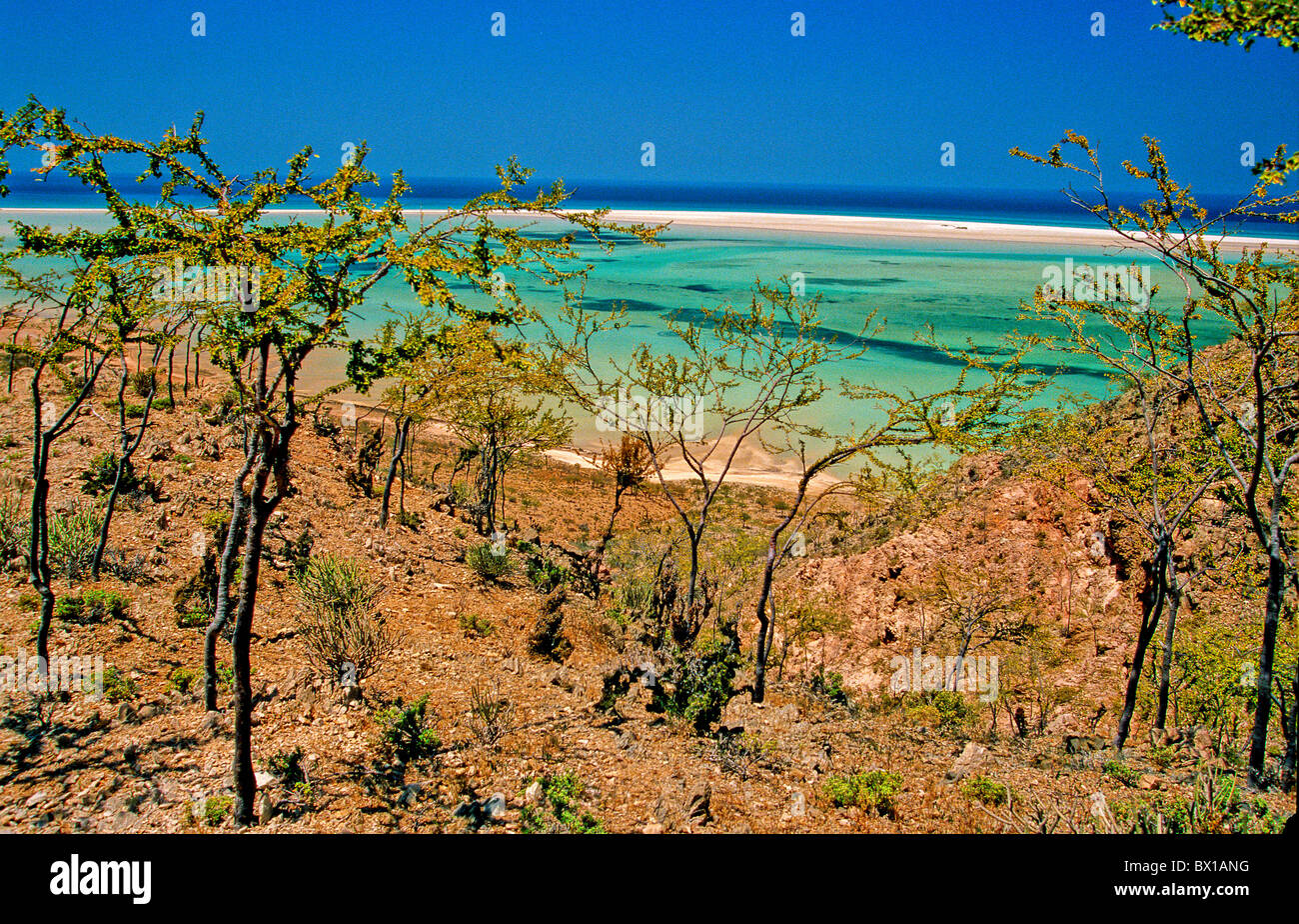 Socotran Croton Croton Socotranum qalansia Socotra Island Arabian Sea Yemen Arabia Orient bushes landscape c Stock Photo