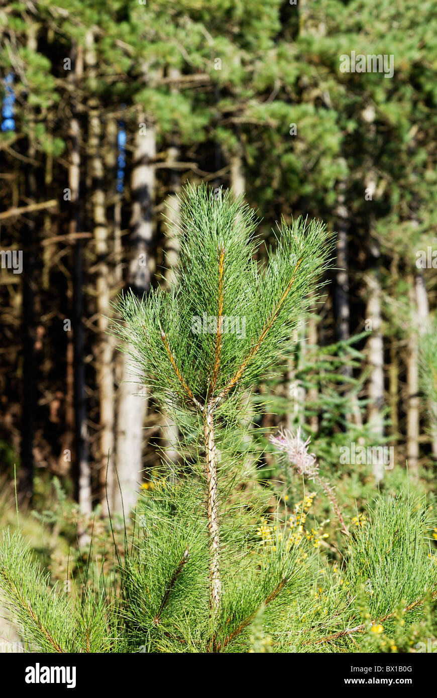 Natural regeneration of Pinus nigra, Corsican Pine tree at the edge of a mature plantation, Wales, UK. Stock Photo