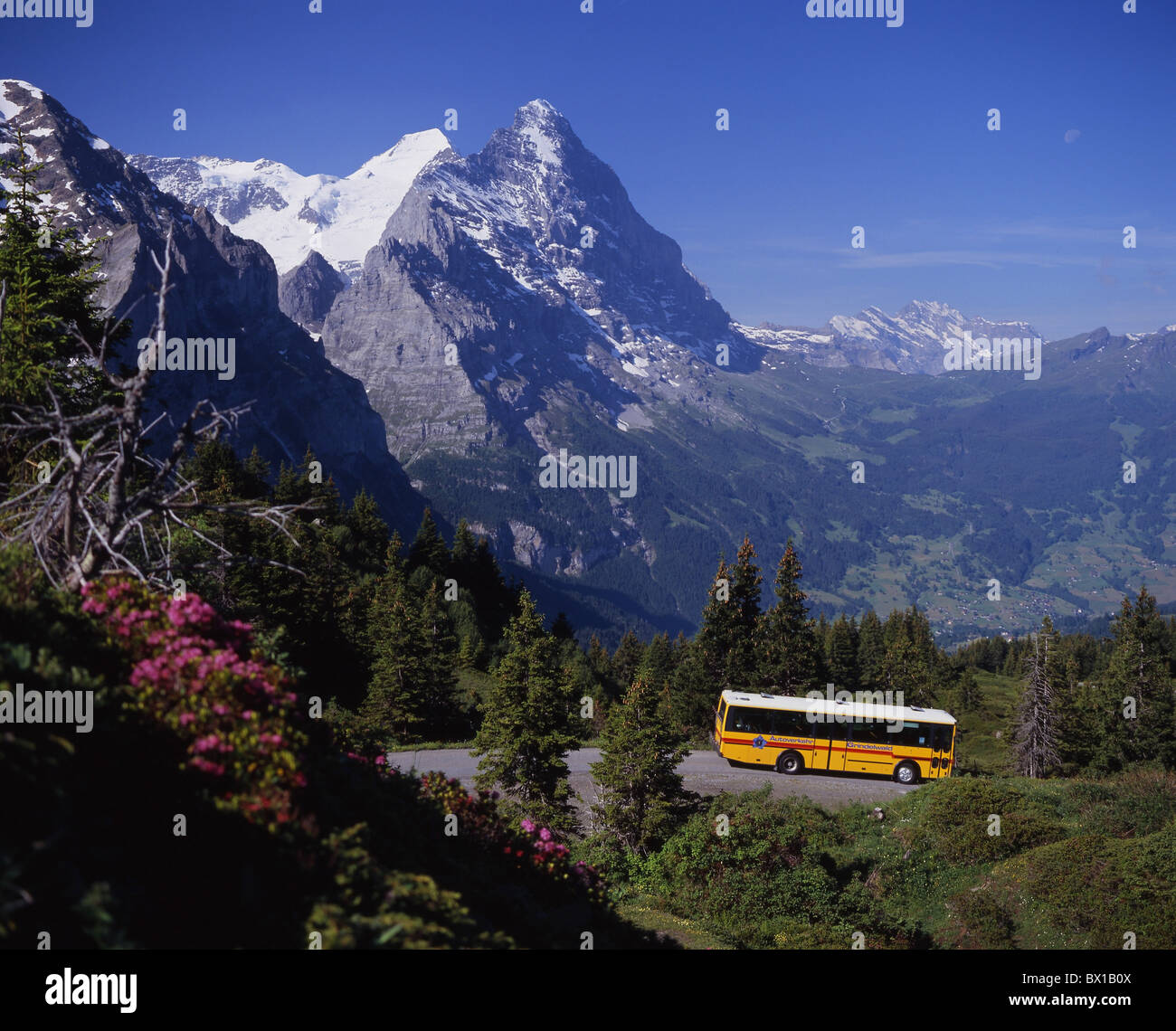 Canton of Berne Alps the Eiger Event Logistics Berne: A Swiss Equine Powerhouse