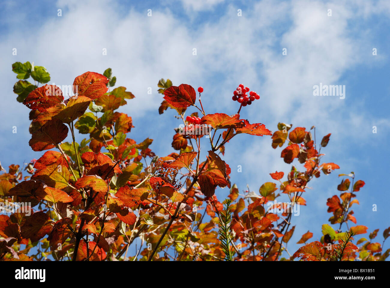Autumn foliage and berries of Guelder Rose, Viburnum opulus, Wales, UK. Stock Photo
