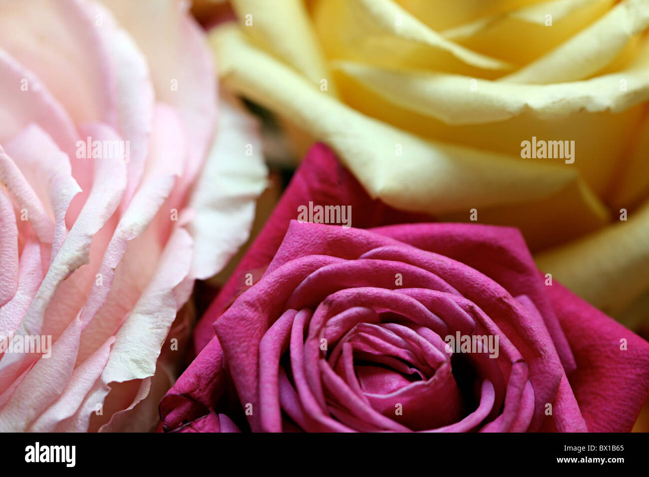 See Rosen High Resolution Stock Photography and Images - Alamy