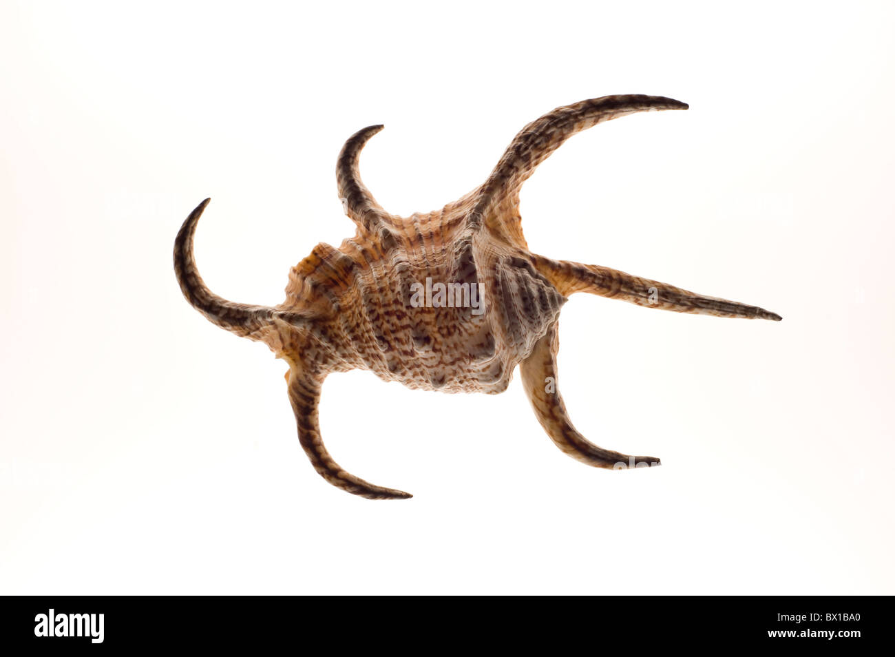 Scorpion Shell Color Brief shell hi-res stock photography and images - Alamy