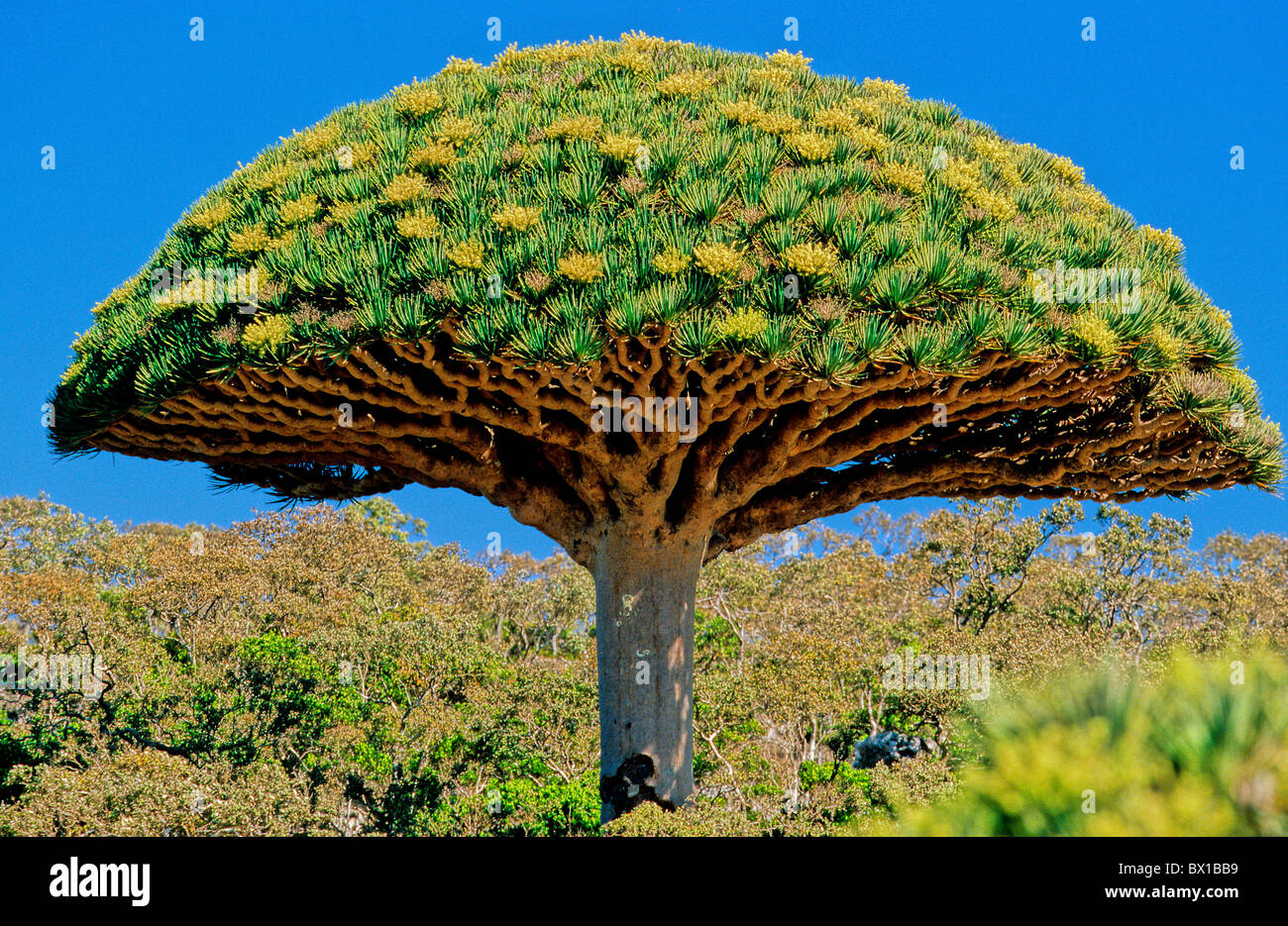 Dragon Blood Tree Dracaena Cinnabari Flowering Fermhin Mountain Socotra Dragon Blood Tree Dracaena Cinnabari Flowering Fermhin Mountain Socotra
