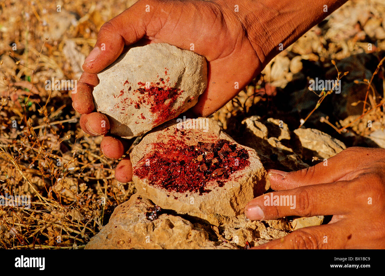 Dragon Blood Tree Dracaena Cinnabari Fermhin Mountain Socotra Island Yemen Arabia Orient Endemic Medicinal Plan Stock Photo Alamy
