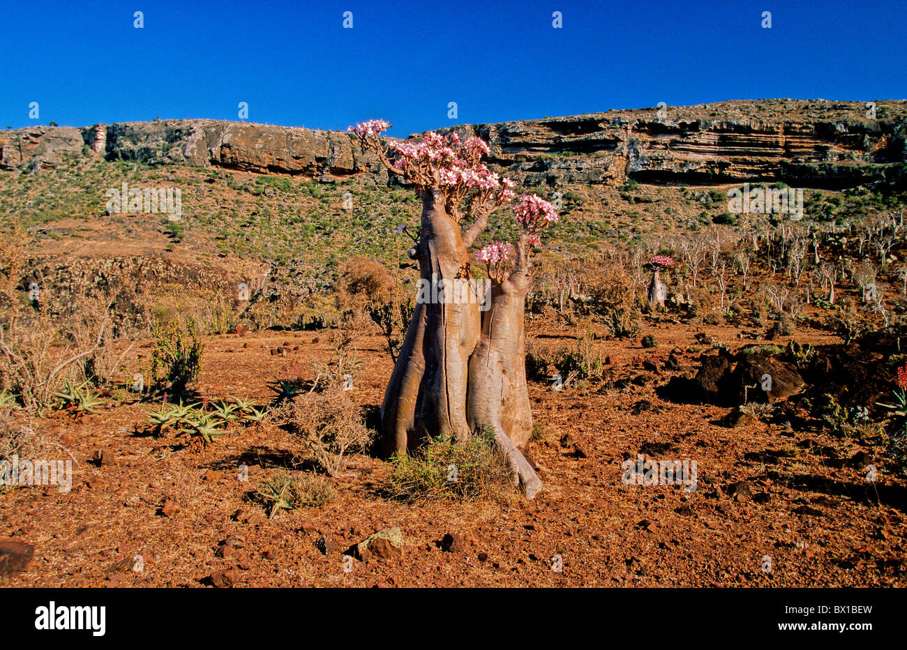 Socotran Desert Rose Adenium Obesum Socotranum south Coast Socotra