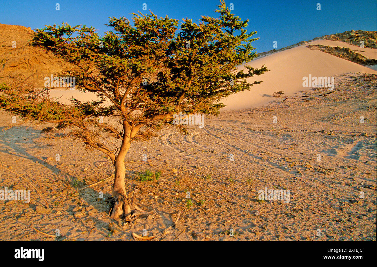 Socotran Acacia Acacia Pennivenia qalansia Socotra Island Yemen Arabia Orient landscape desert tree sand Stock Photo