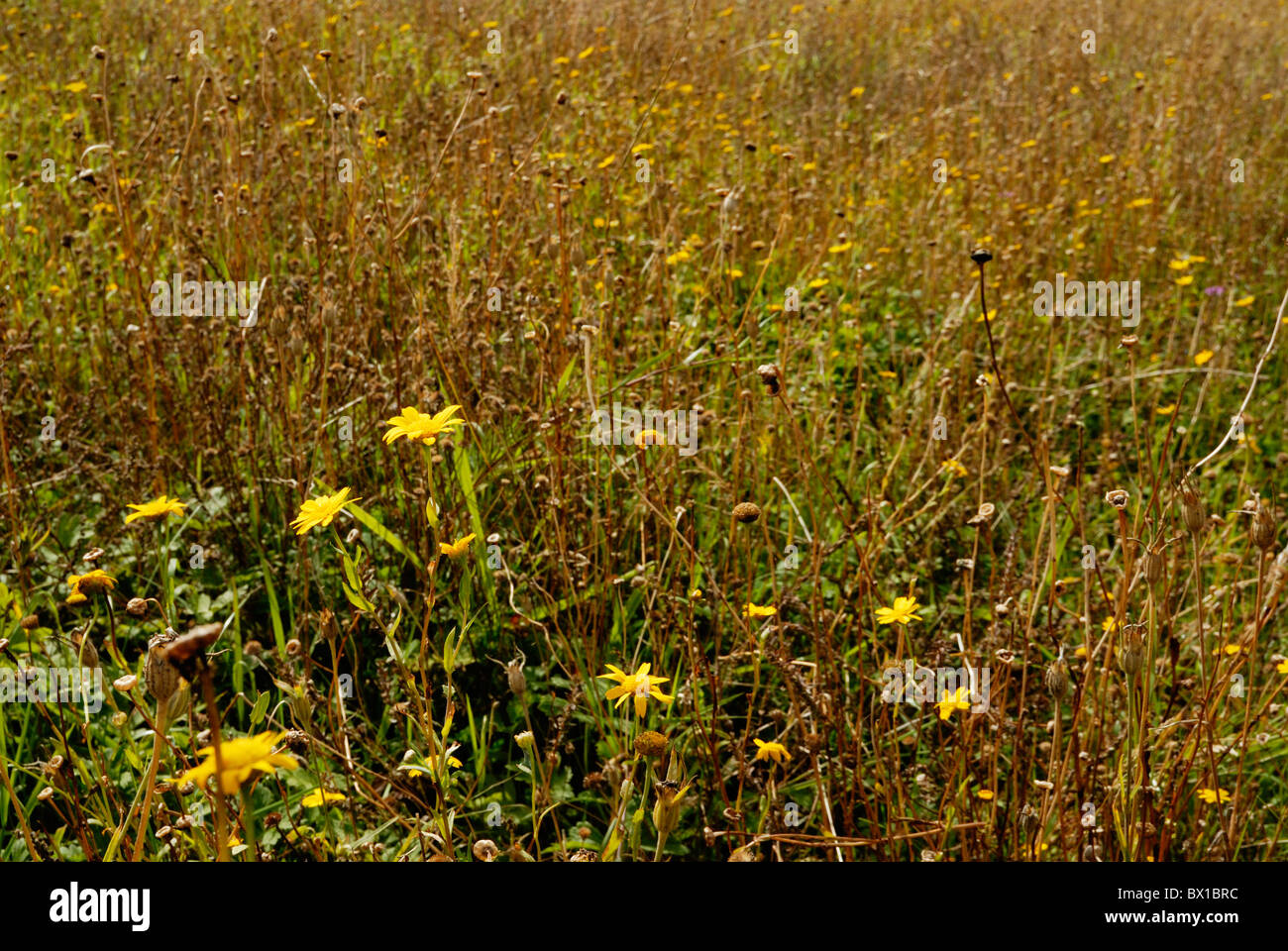 Corn marigold, Chrysanthemum segetum, Wales, UK Stock Photo