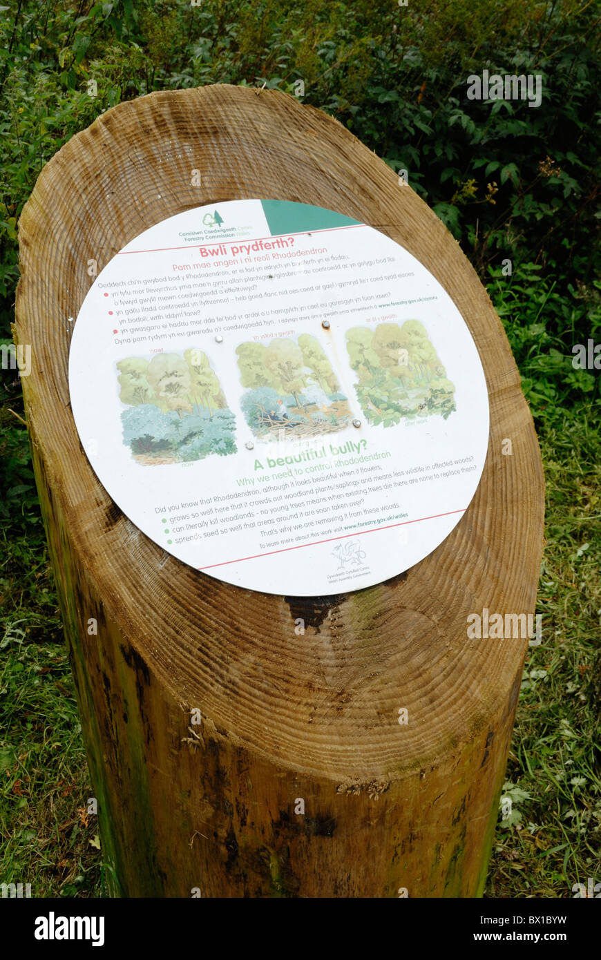 Information sign in Forestry Commission woodland explaining the process of removing invasive Rhododendron from woodland. Stock Photo