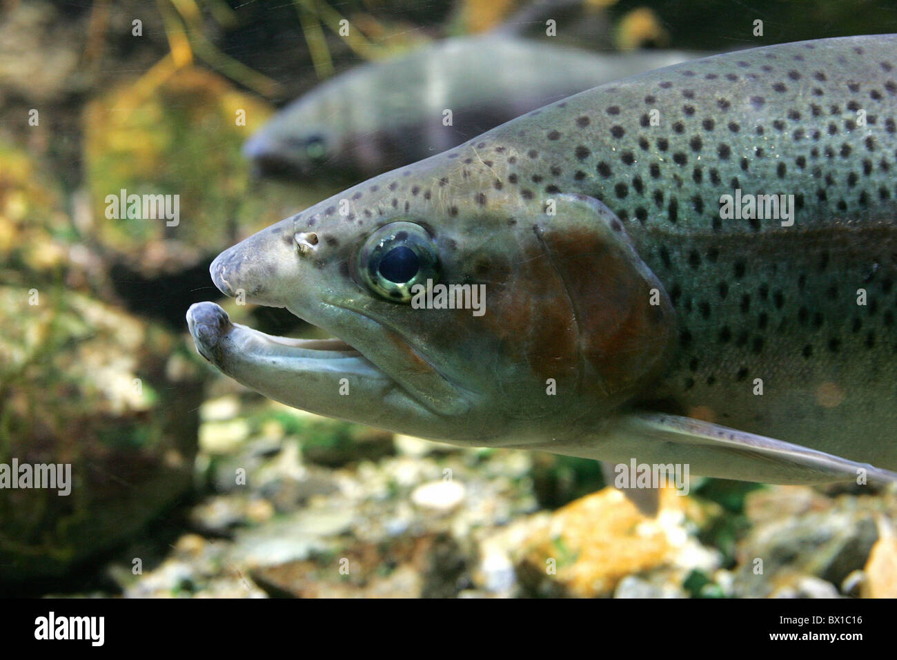 Rainbow trout Oncorhynchus mykiss underwater fish brook stream fresh water fish Neozoen invasive not local Stock Photo