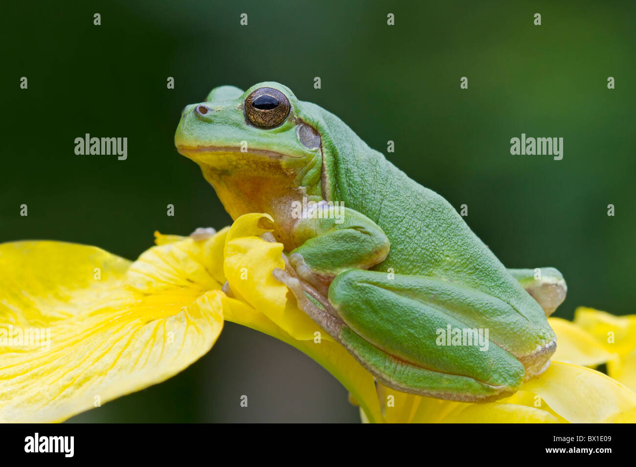 Tree frog sitting on a yellow iris - Hyla arborea Stock Photo