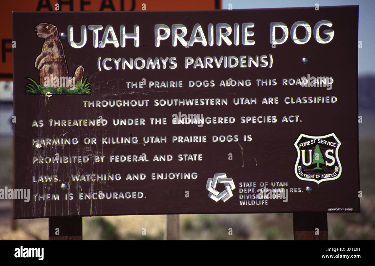 Sign  giving information about potection of Utah Prairie Dogs Cynomys parvidens. Utah. USA Stock Photo