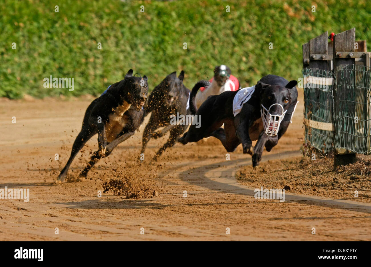 Greyhound racing Stock Photo