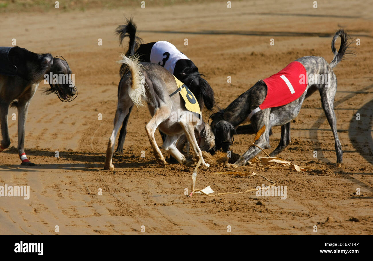 Racing animal hi-res stock photography and images - Alamy