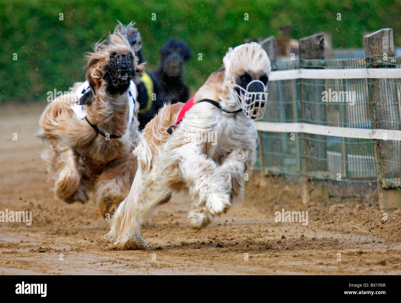Greyhound racing (Afghan hound) Stock Photo