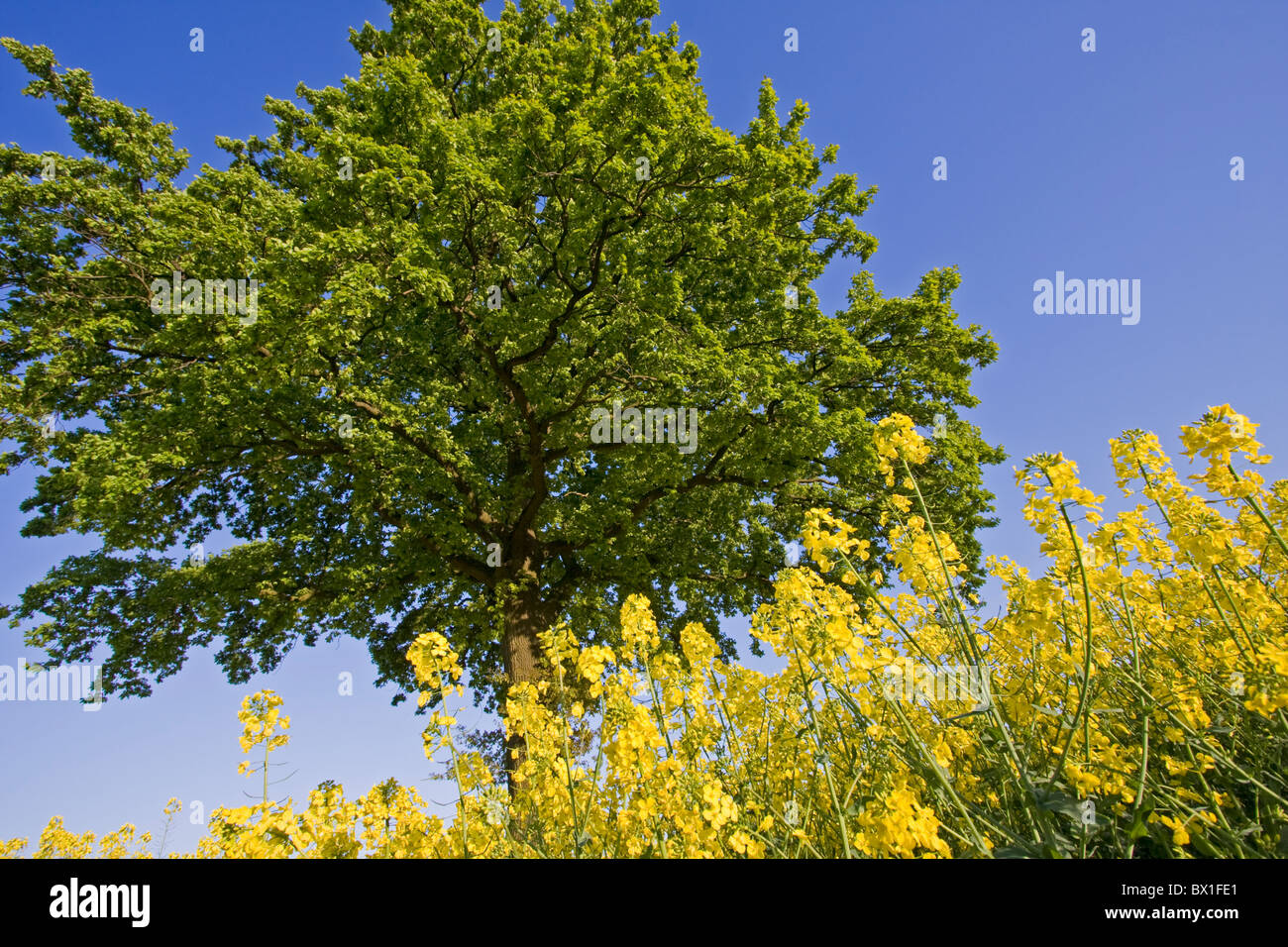 Rapre Tree Tree in a rape field with blue sky Stock Photo - Alamy