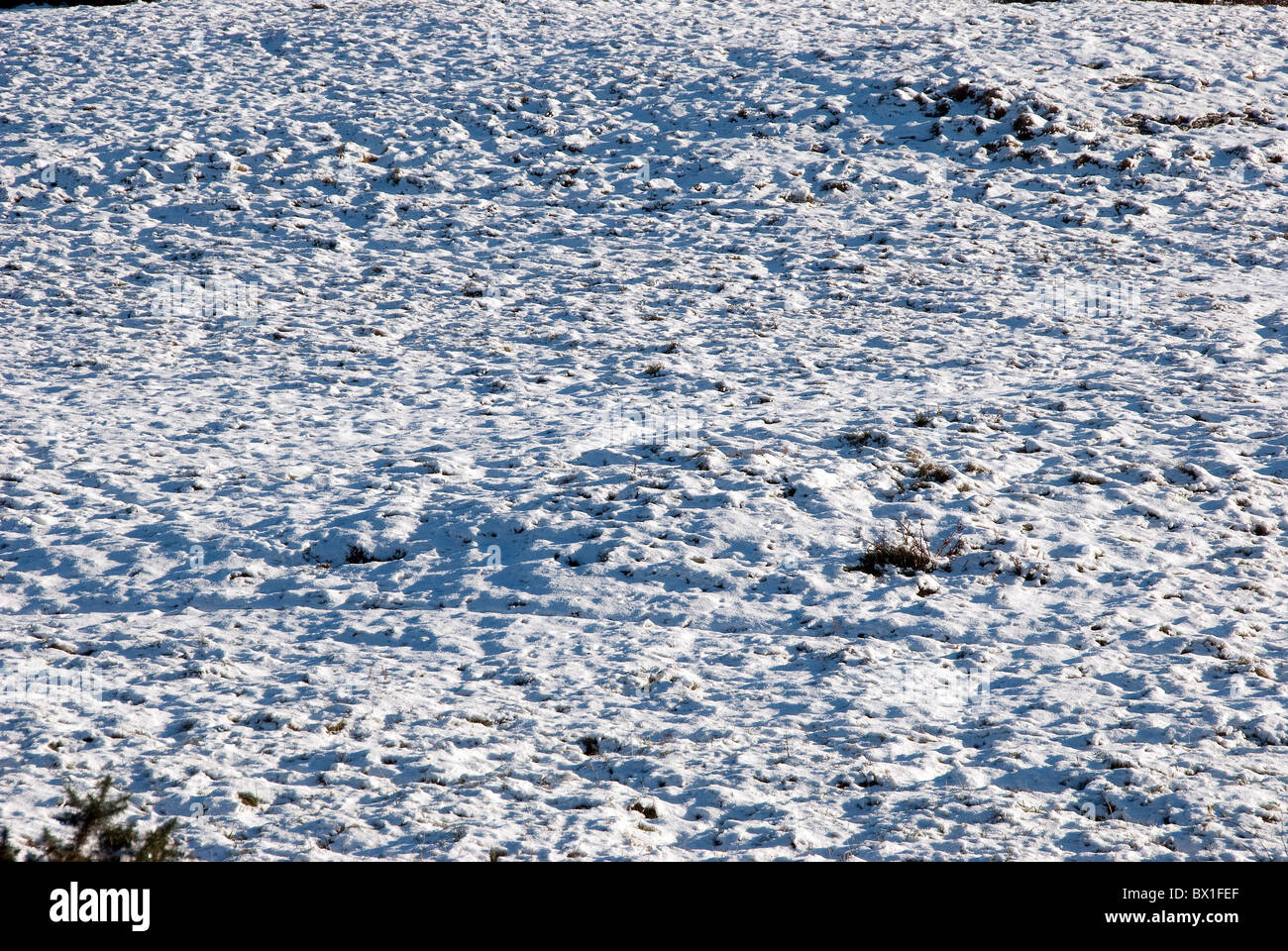 Snow covered field Stock Photo