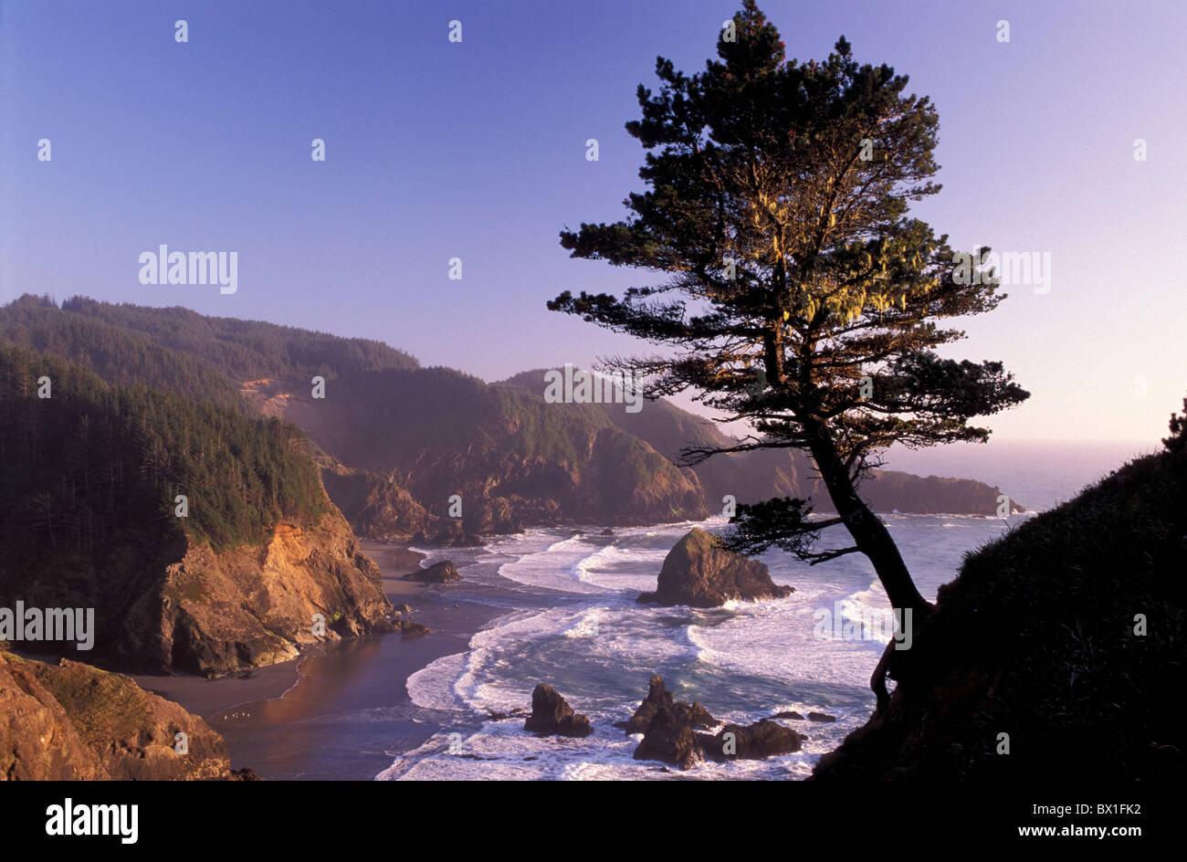 Coast twilight tree coast landscape sea Samuel H. Boardman State Park