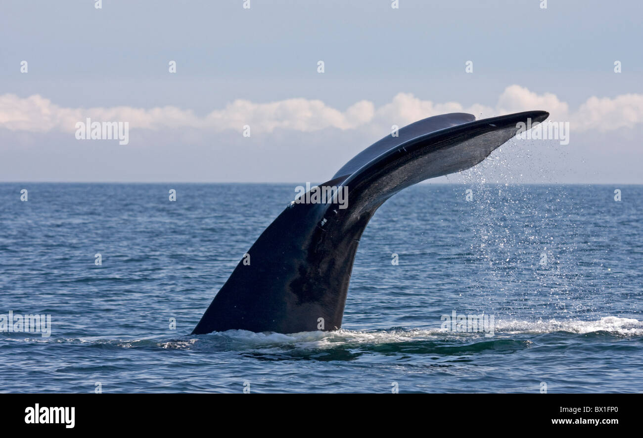 Fluke of a North Atlantic right whale - Eubalaena glacialis Stock Photo