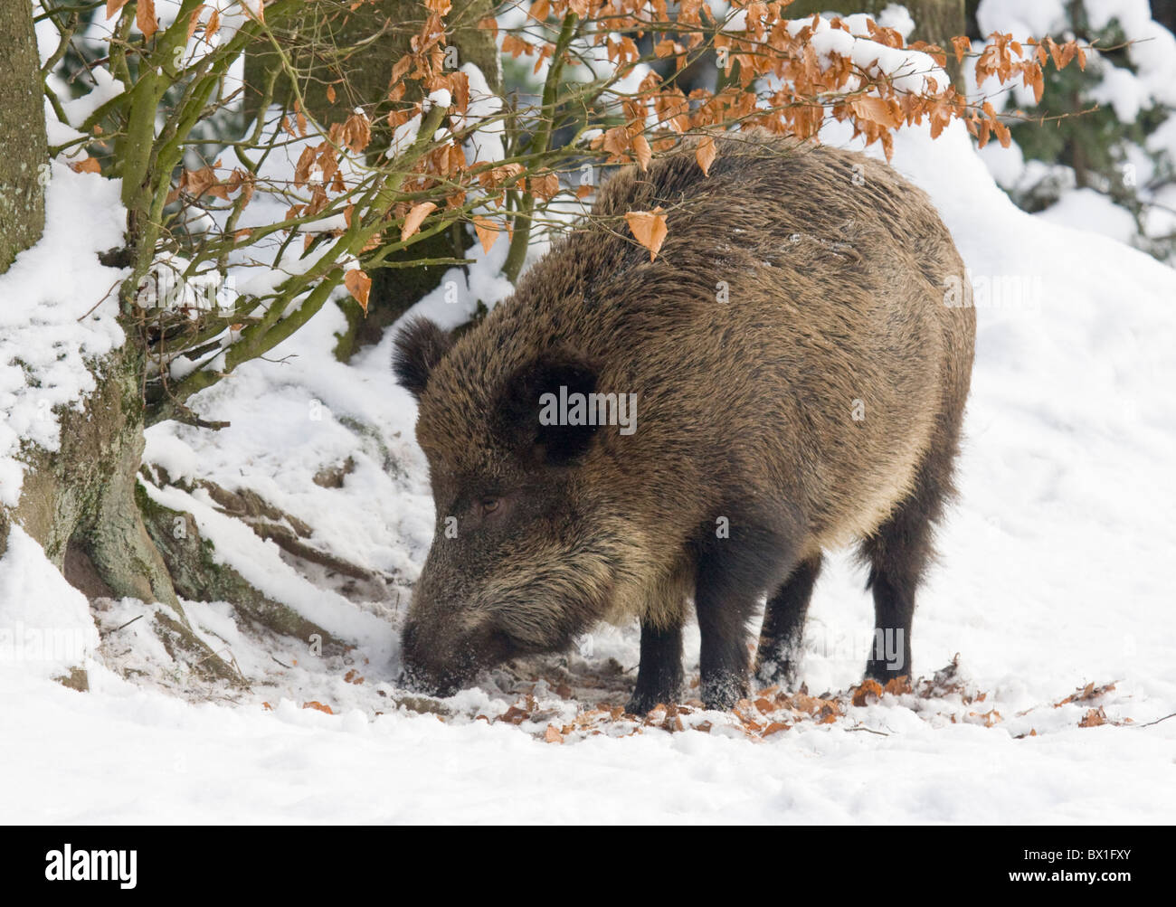 Wild boar in snow - Sus scrofa Stock Photo