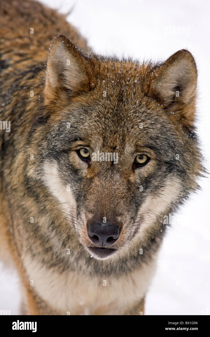 Portrait of a wolf in snow - Canis lupus Stock Photo