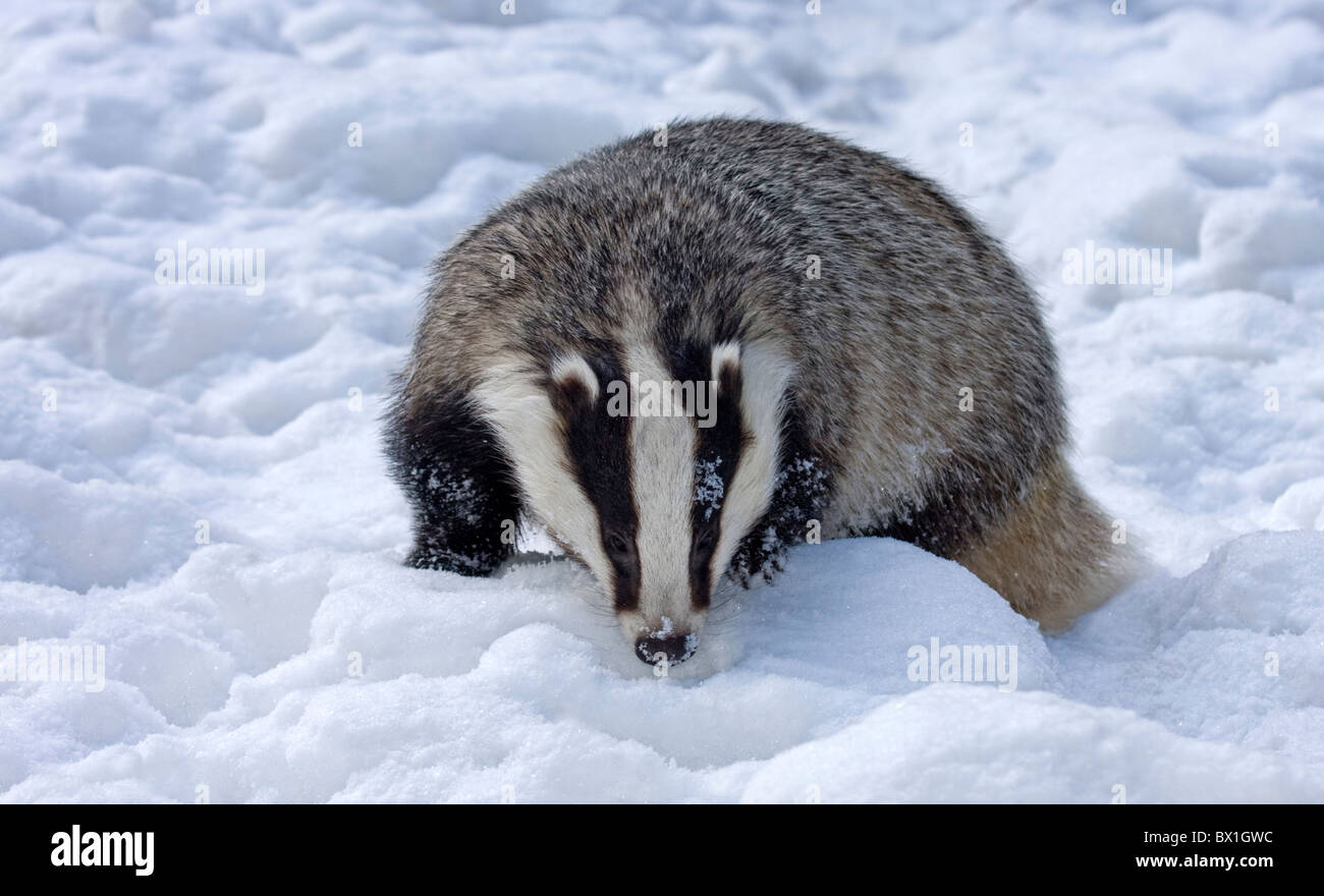 European badger in snow - Meles meles Stock Photo