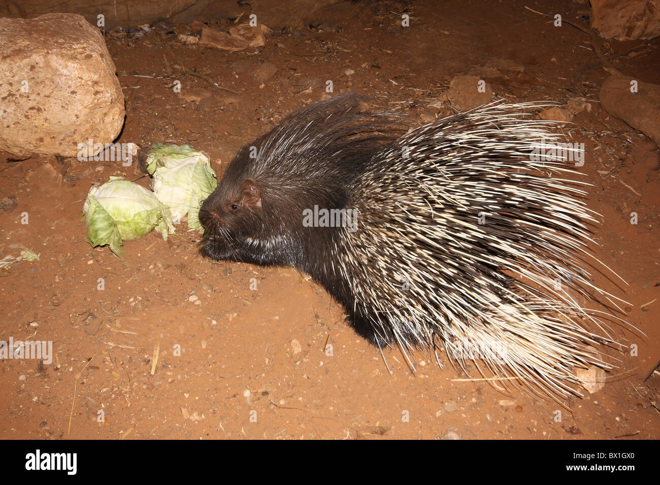 Yong Indian Crested Porcupine (Hystrix indica), Stock Photo