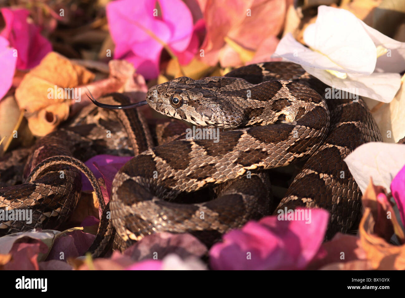 Coin-marked Snake (Hemorrhois nummifer syn Coluber nummifer) AKA Asian Racer or Coin snake. Photographed in Israel In November Stock Photo