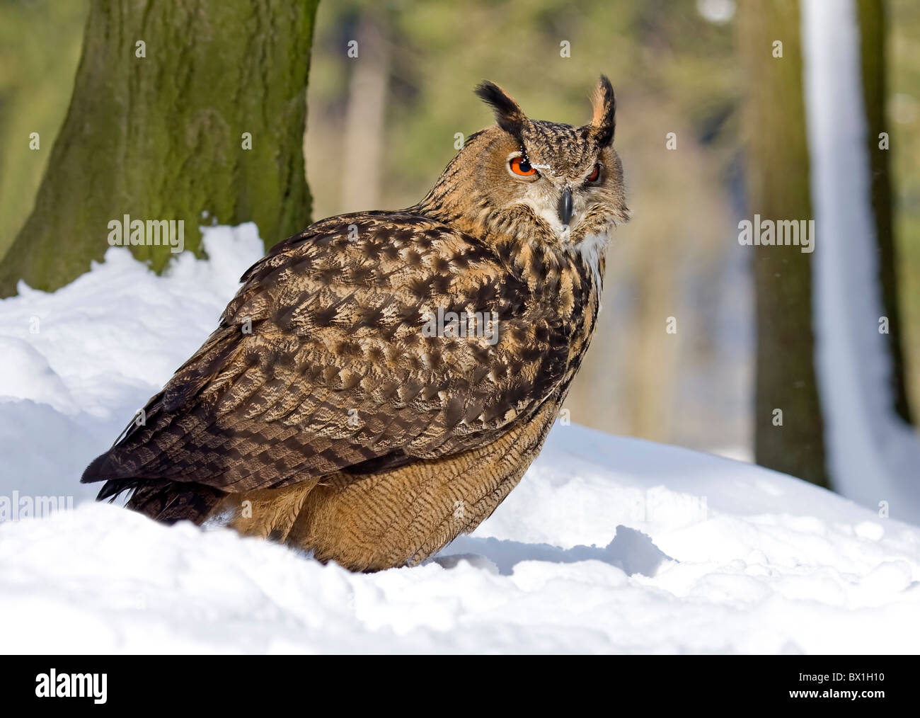 Eagle owl sitting in the snow - Bubo bubo Stock Photo