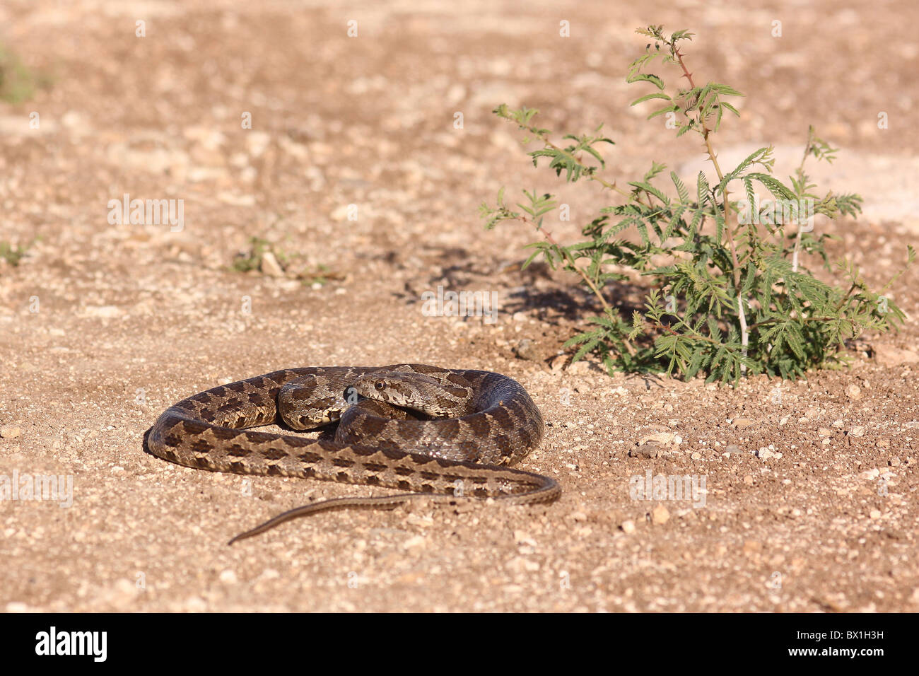 Coin-marked Snake (Hemorrhois nummifer syn Coluber nummifer) AKA Asian Racer or Coin snake. Photographed in Israel In November Stock Photo