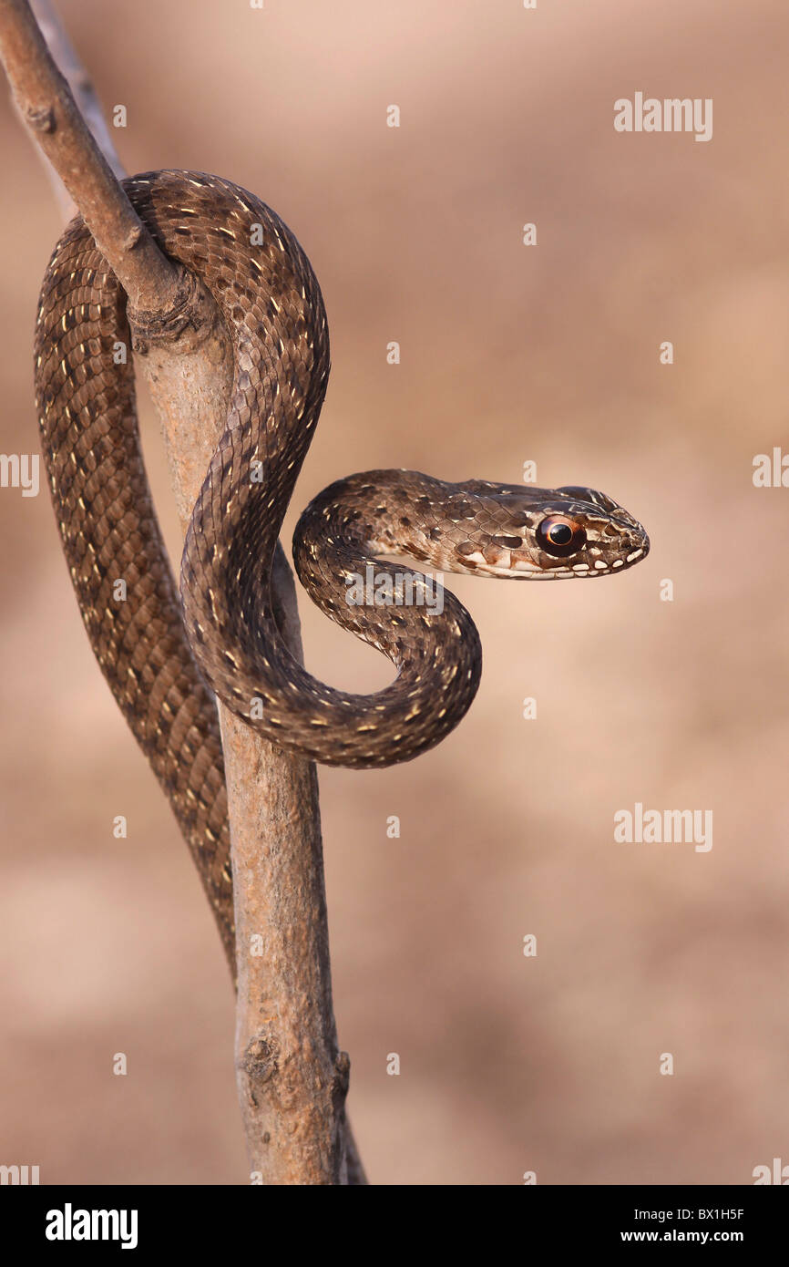 Juvenile Montpellier snake (Malpolon monspessulanus) Stock Photo