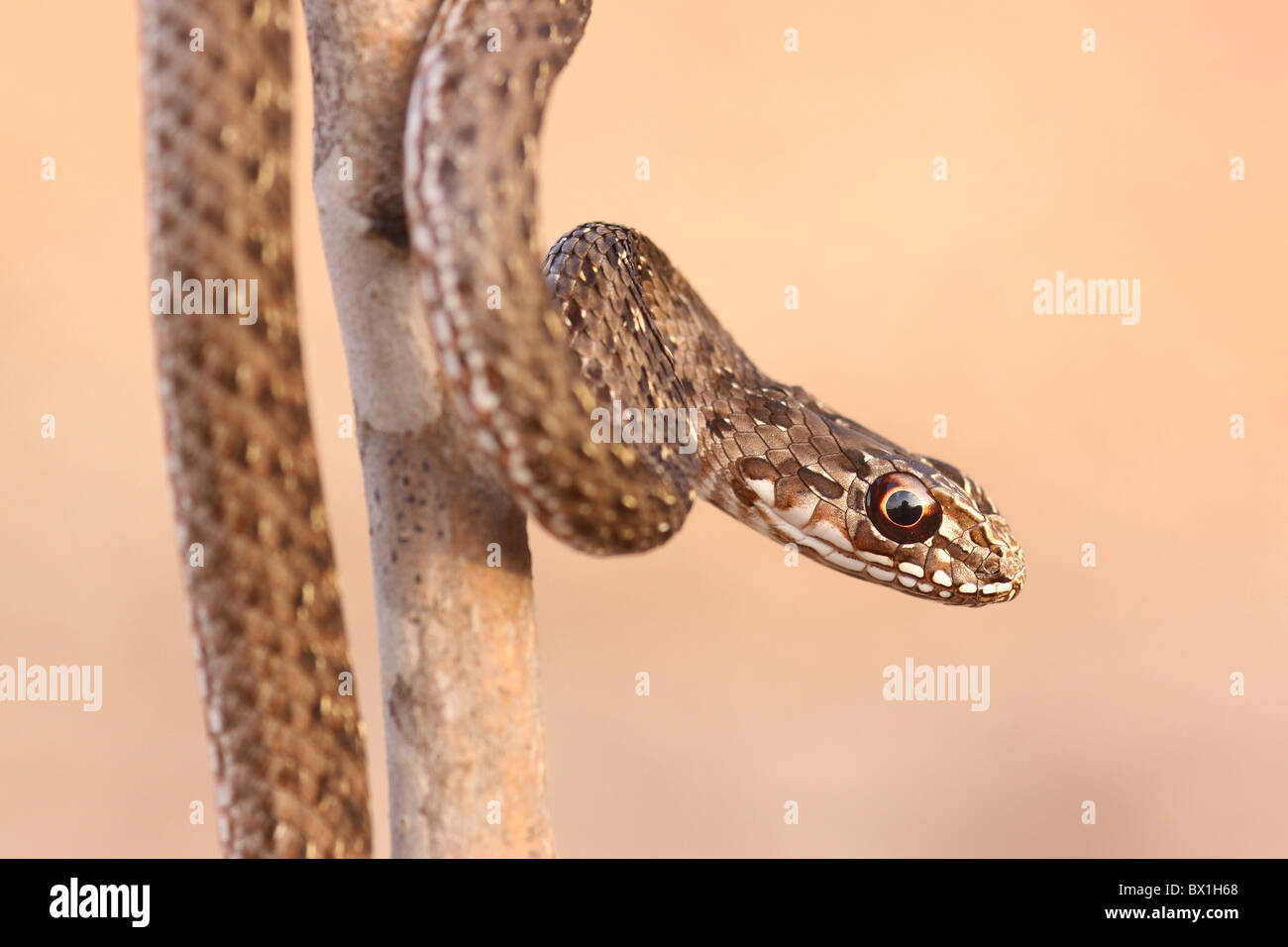 Juvenile Montpellier snake (Malpolon monspessulanus) Stock Photo