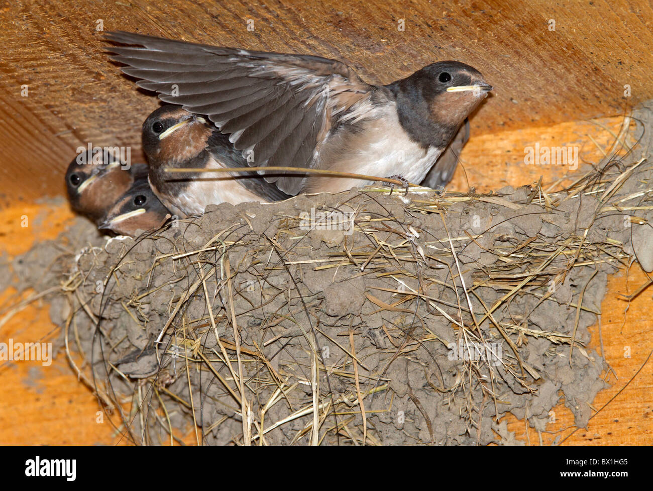 Barn Swallow Nest Stock Photos Barn Swallow Nest Stock Images