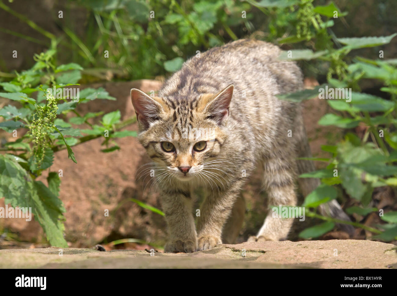 Creeping young wildcat - Felis silvestris Stock Photo - Alamy