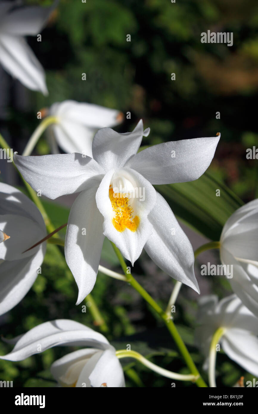 COELOGYNE MOOREANA BROCKHURST. EPIPHYTIC ORCHID. Stock Photo