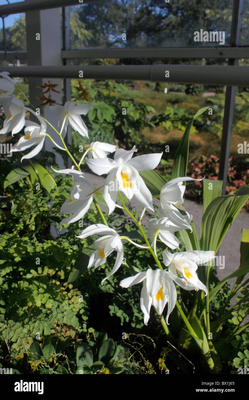 COELOGYNE MOOREANA BROCKHURST. EPIPHYTIC ORCHID. Stock Photo