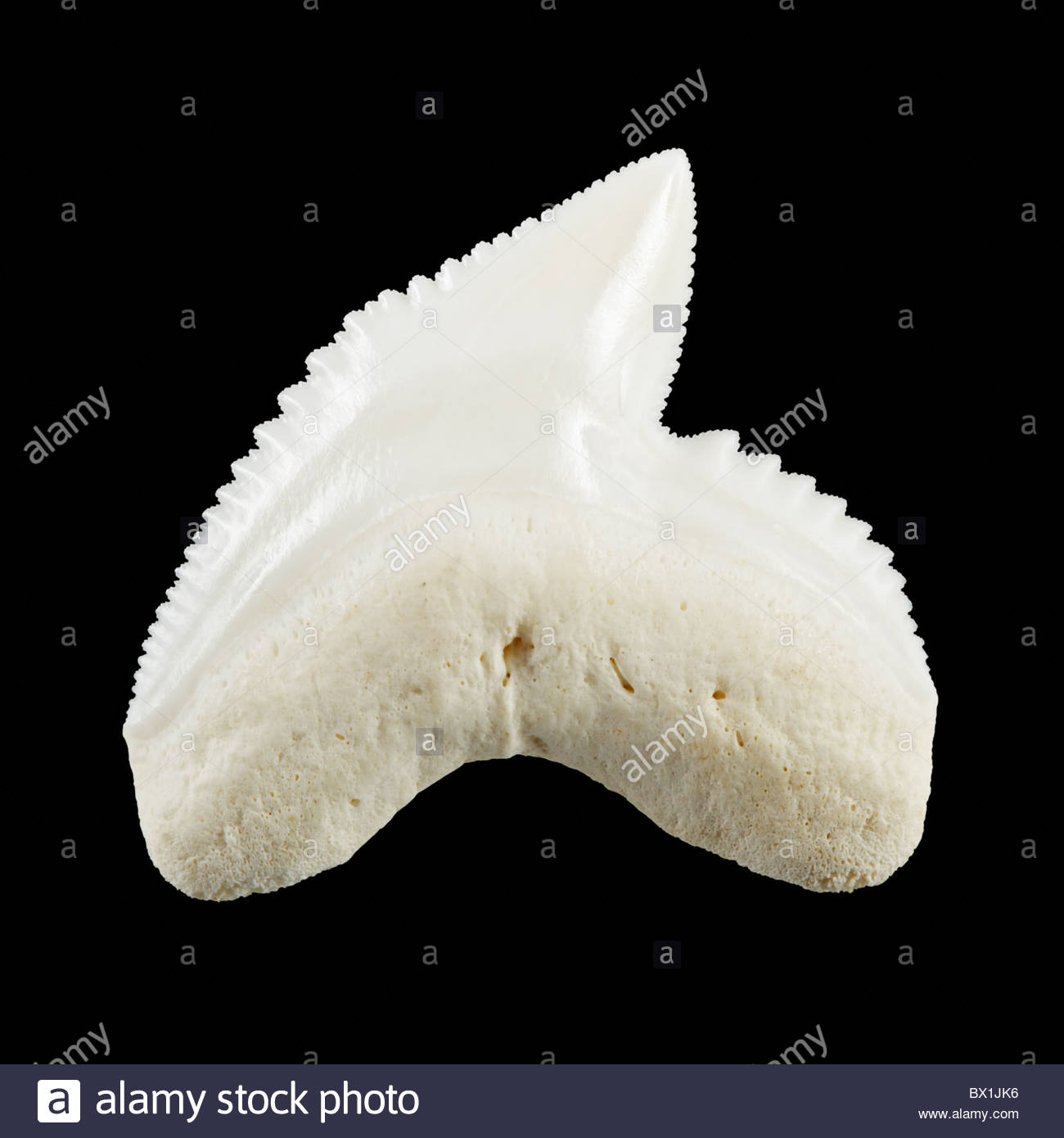 Tiger Shark Teeth High Resolution Stock Photography and Images - Alamy