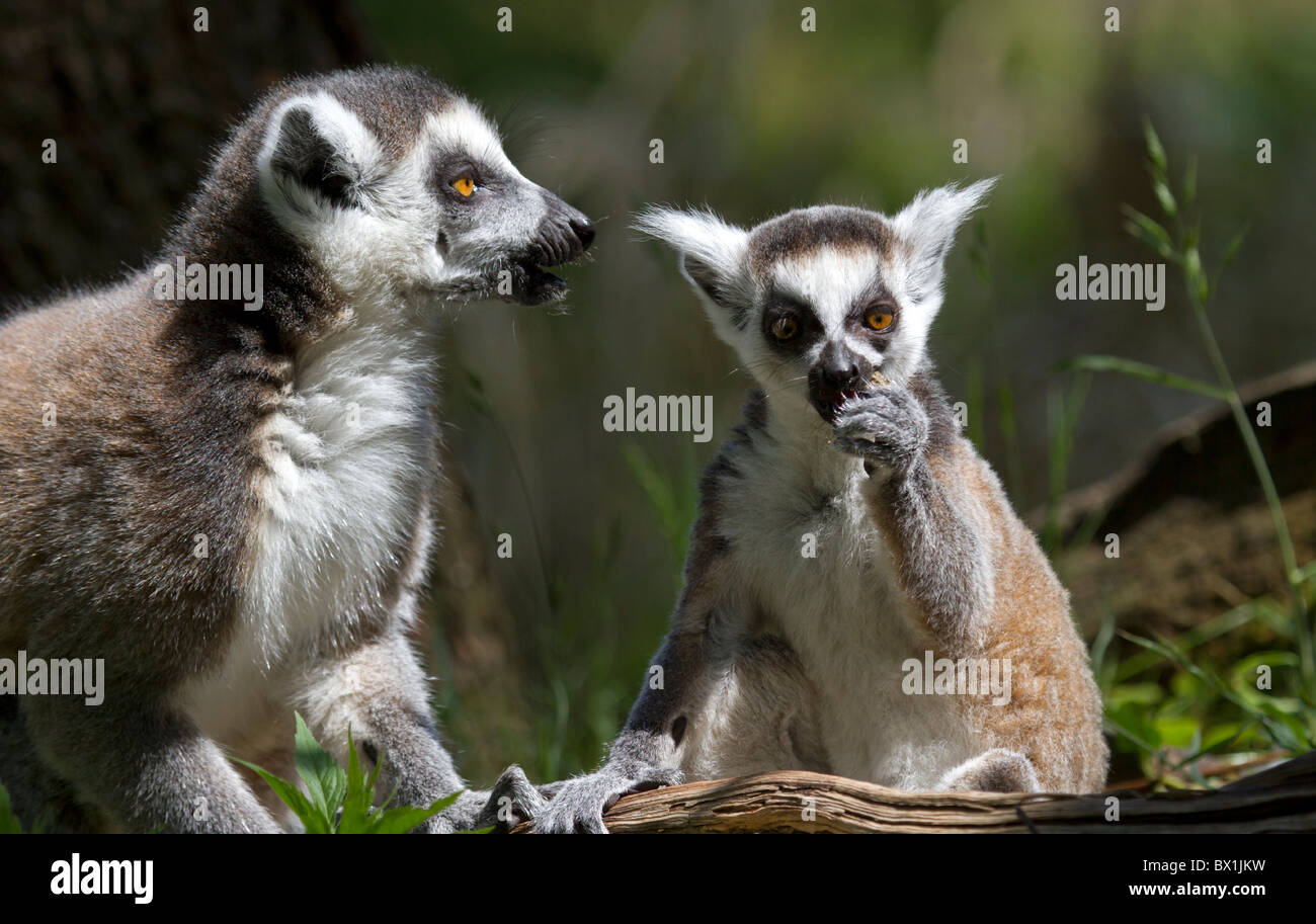 Ring tailed Lemur with young animal - Lemur catta Stock Photo