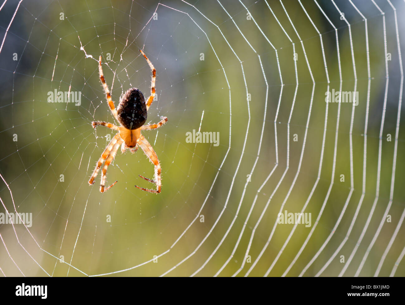 Garden spider in a web - Araneus diadematus Stock Photo