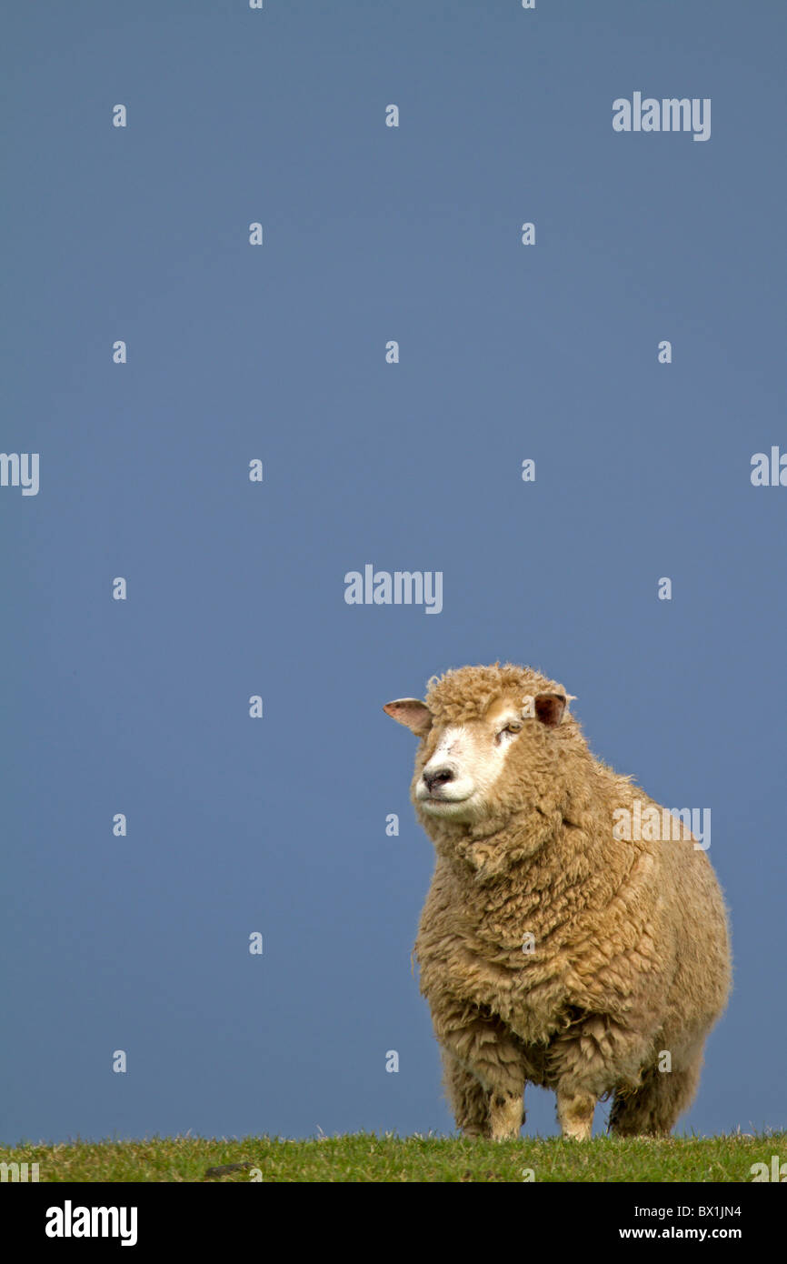 Sheep on a dike with blue sky at North Sea Germany Stock Photo