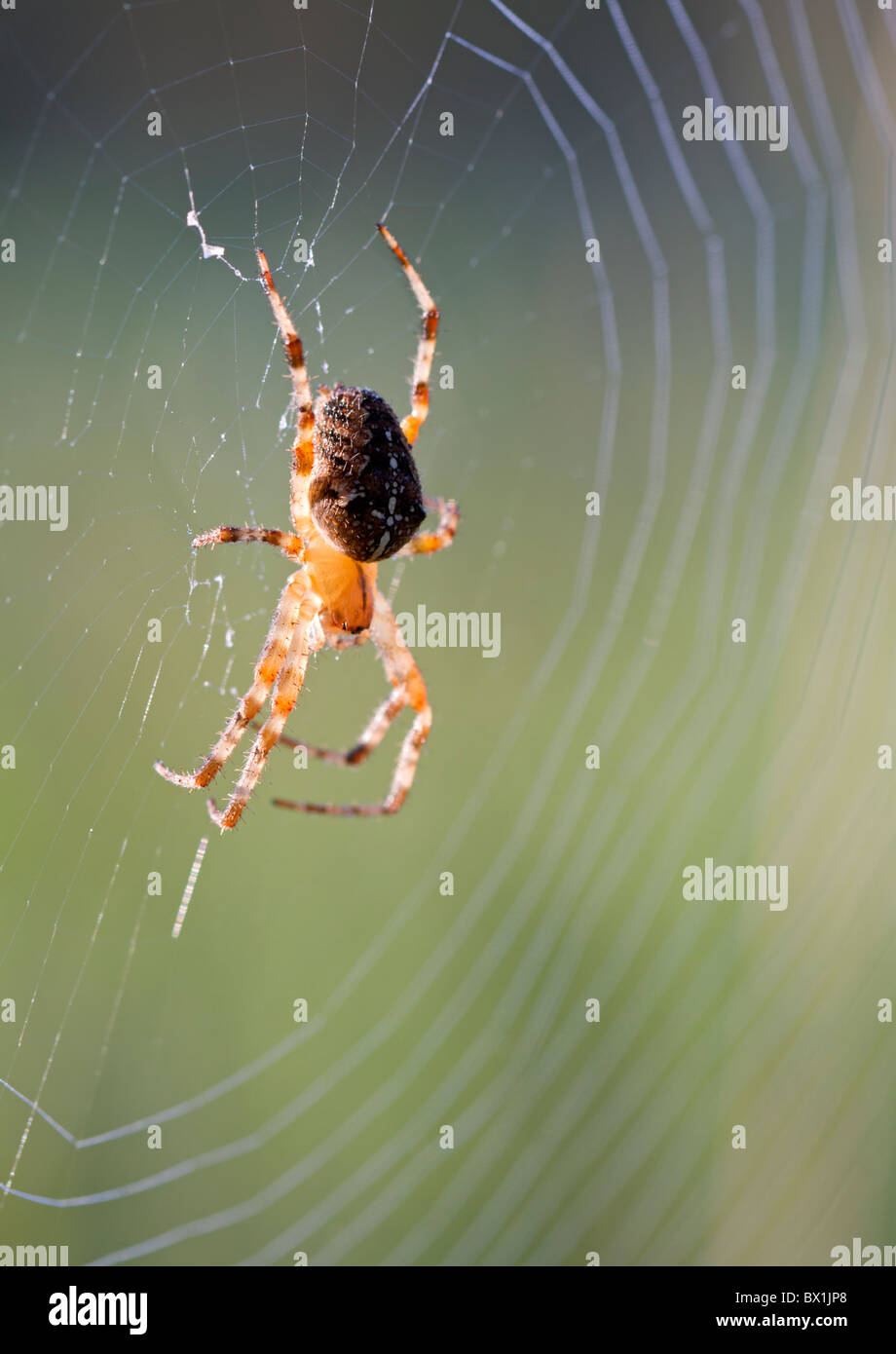 Garden spider in a web - Araneus diadematus Stock Photo