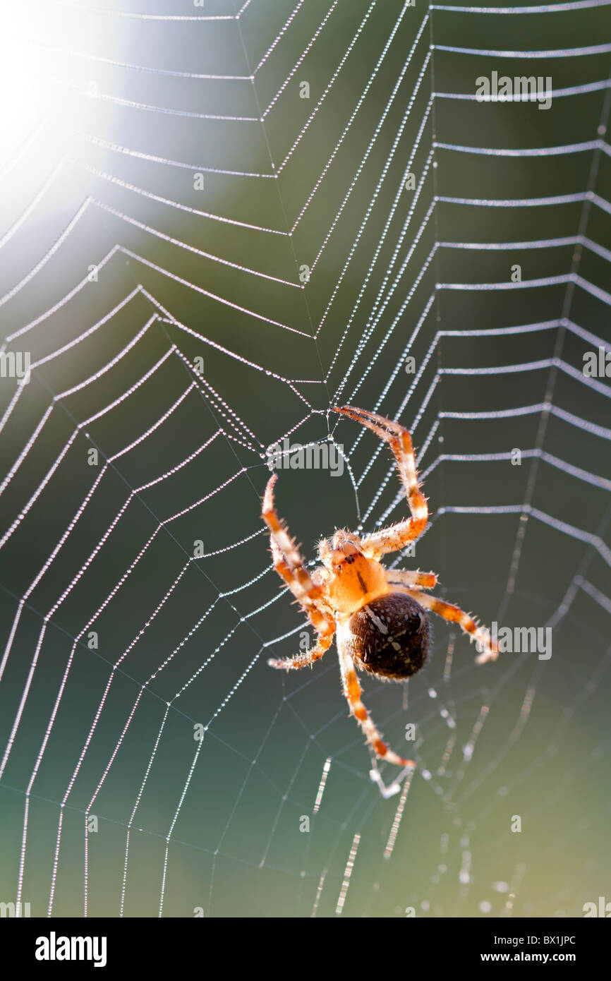 Garden spider in backlight - Araneus diadematus Stock Photo