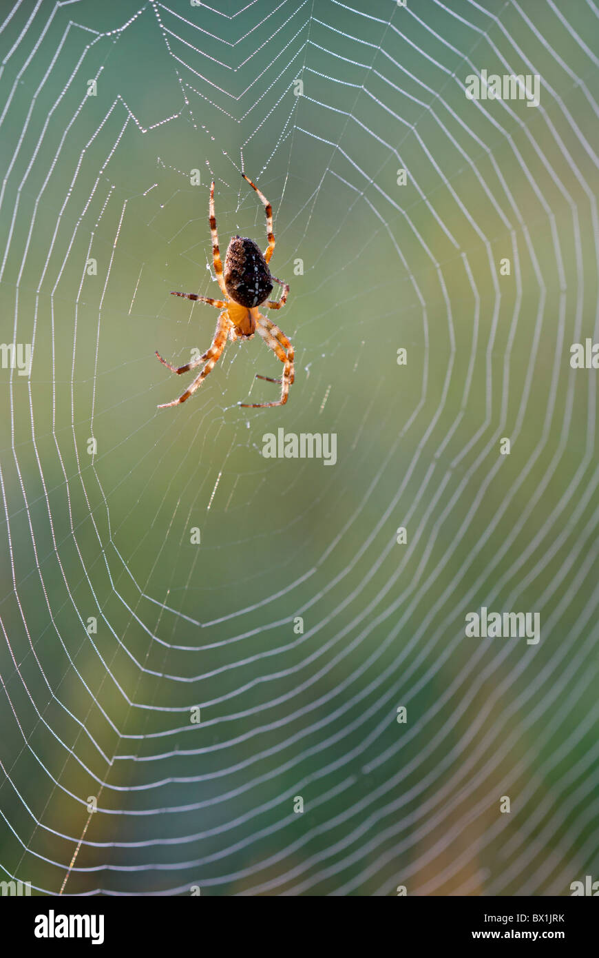 Garden spider in the middle of its web - Araneus diadematus Stock Photo