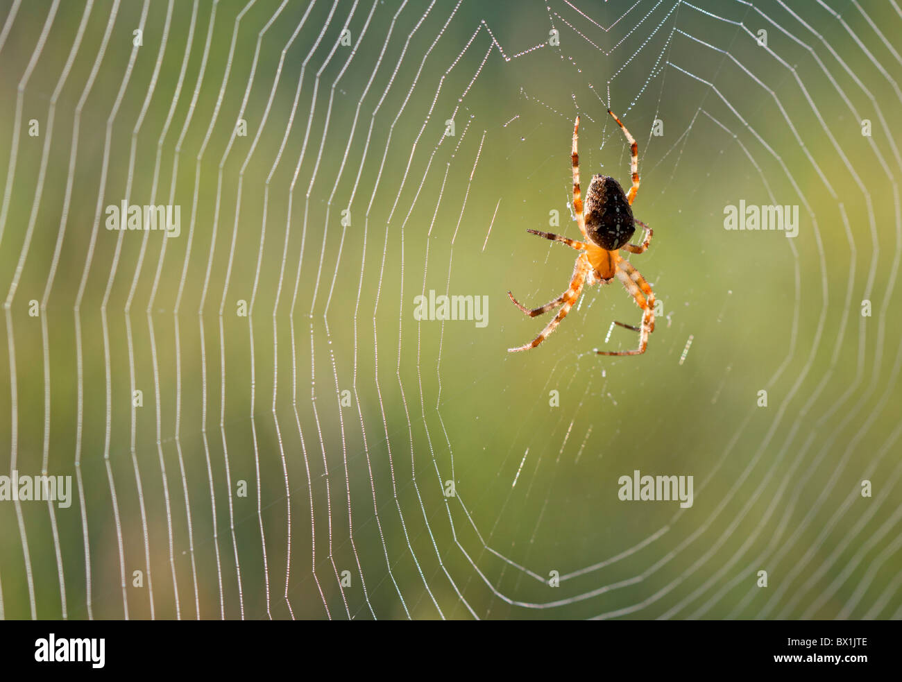 Garden spider  in the middle of its web - Araneus diadematus Stock Photo