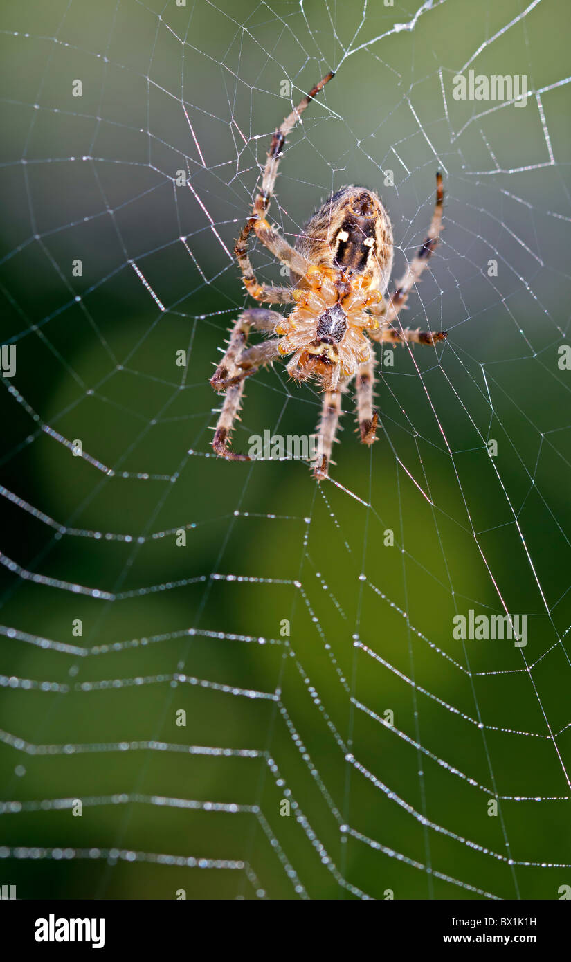 Garden spider repairing its web - Araneus diadematus Stock Photo