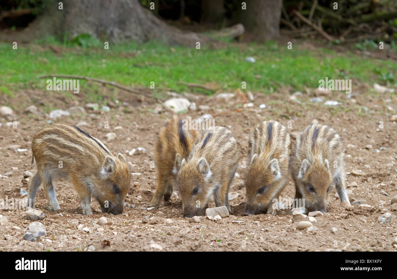 Piglets on a field - Sus scrofa Stock Photo